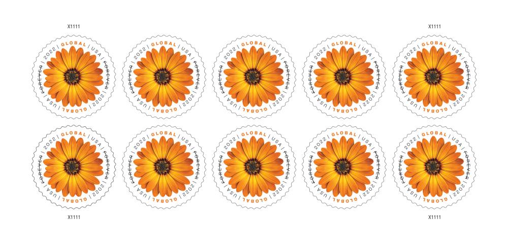 African Daisy - 100 Pcs