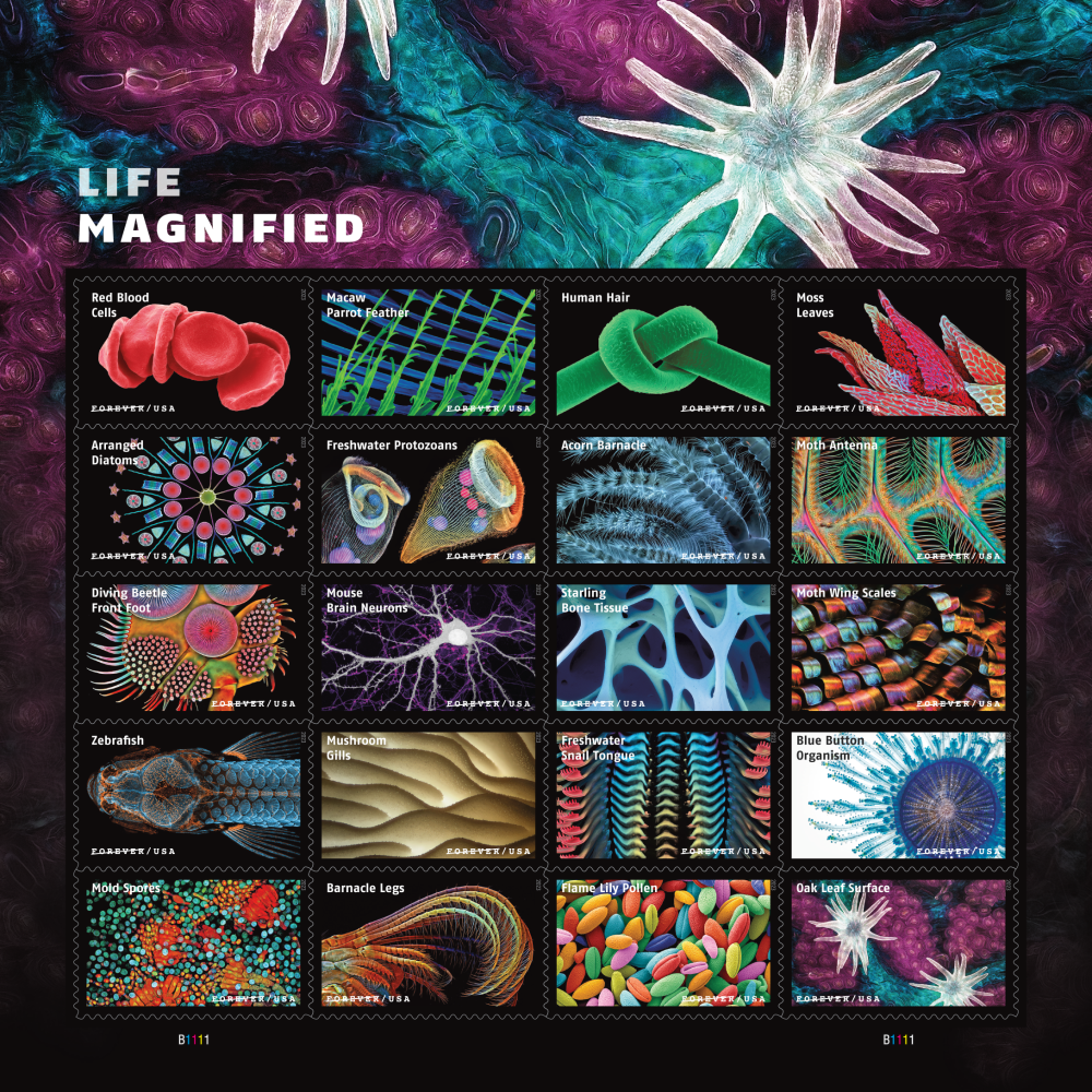 Life Magnified Stamps - 100 Pcs