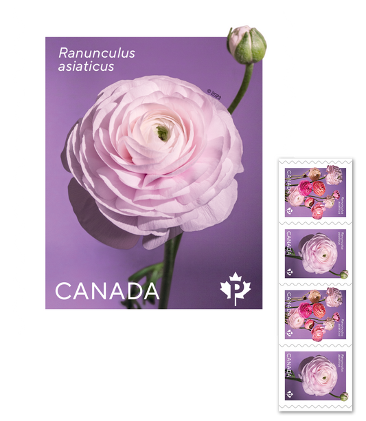 Ranunculus - Permanent™ domestic rate stamps – 100 Pcs