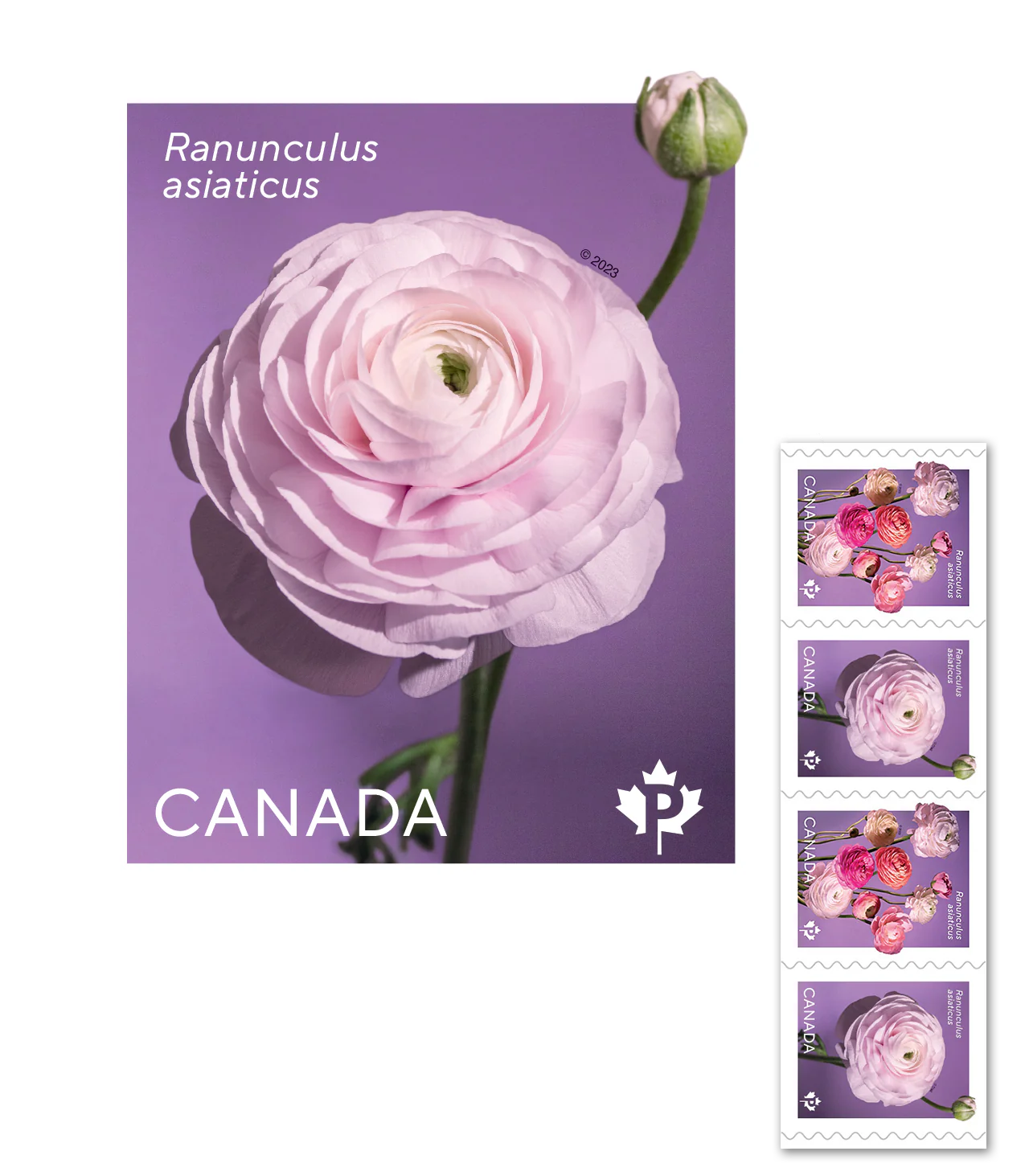 Ranunculus - 100 Pcs