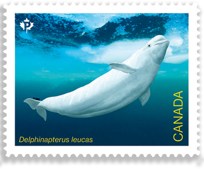 Endangered Whale - 100 Pcs
