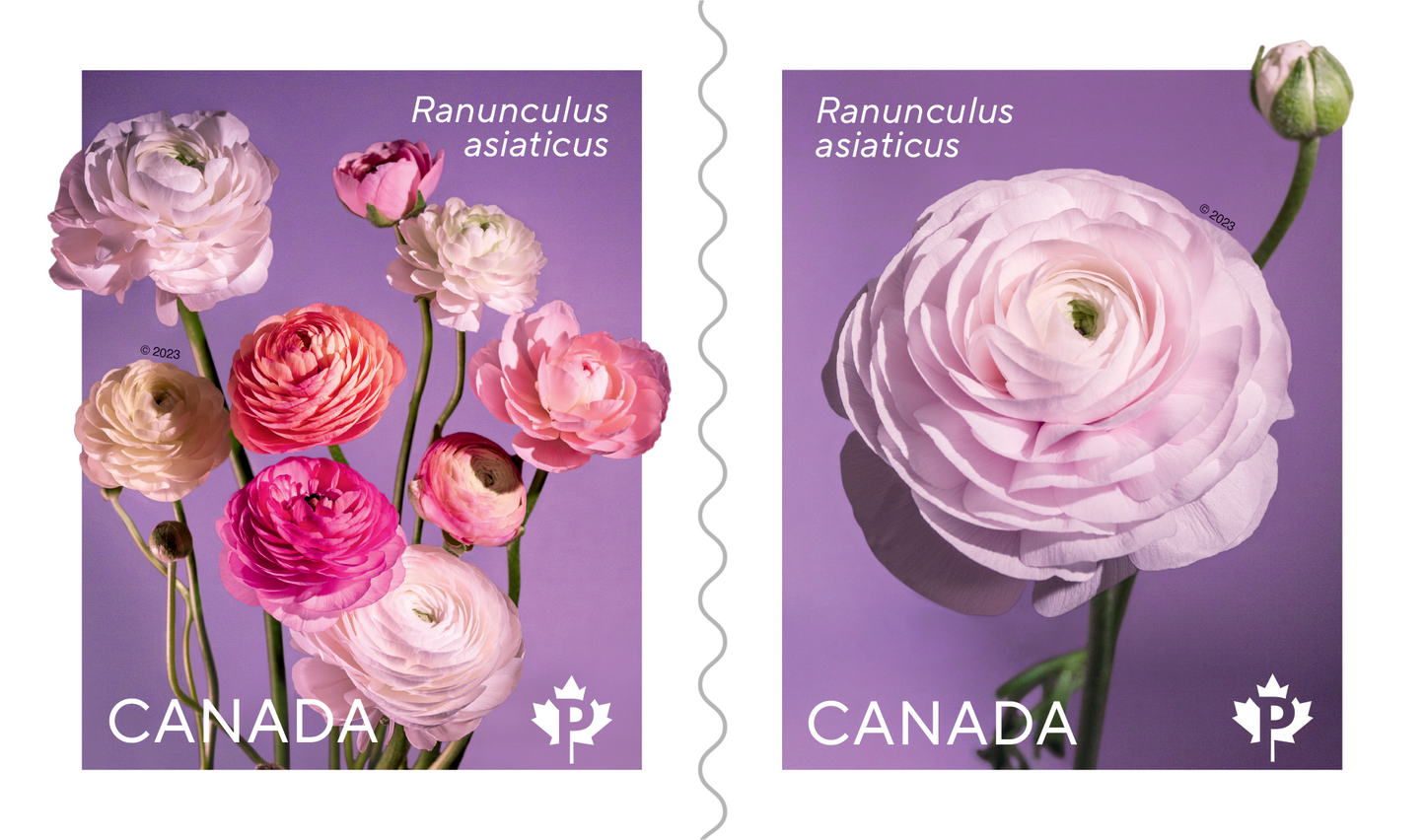 Ranunculus - Permanent™ domestic rate stamps – 100 Pcs