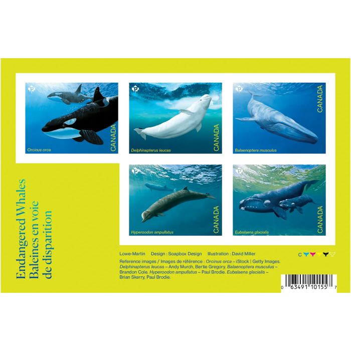 Endangered Whale - 100 Pcs
