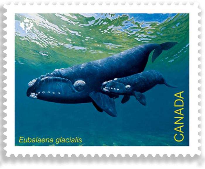 Endangered Whale - 100 Pcs
