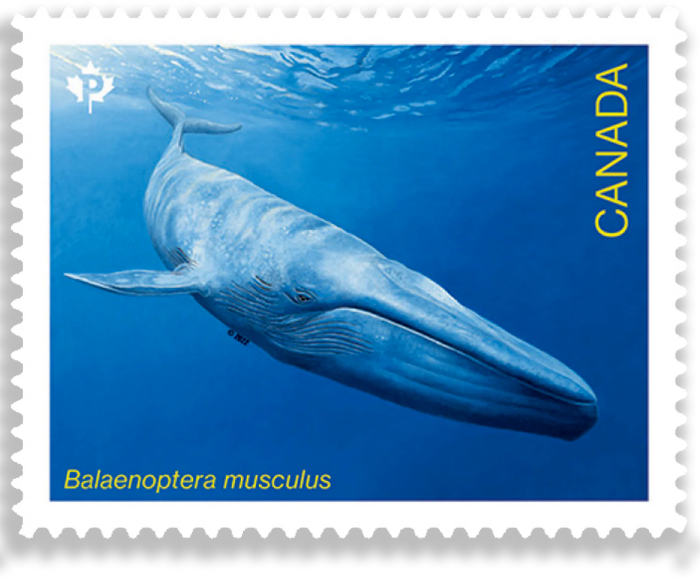 Endangered Whale - 100 Pcs