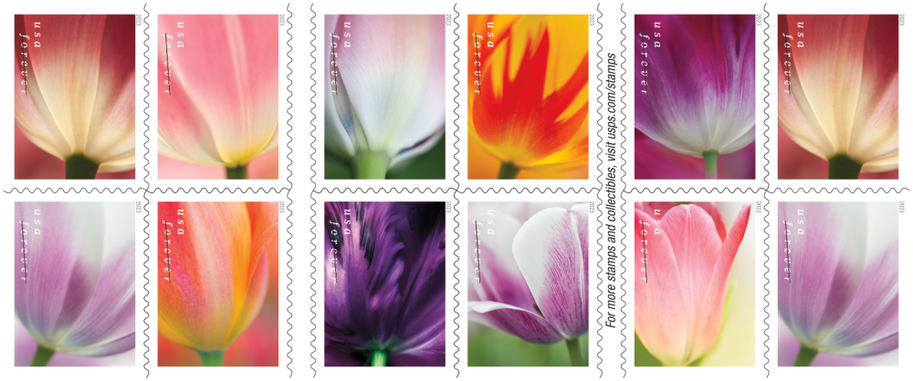 Tulip Blossoms Stamps - 100 Pcs