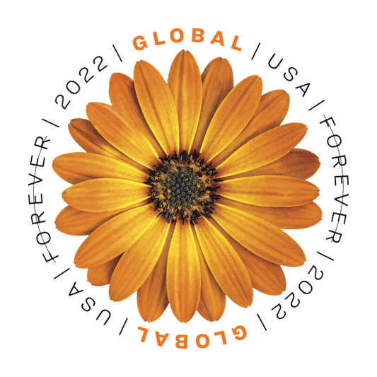 African Daisy - 100 Pcs