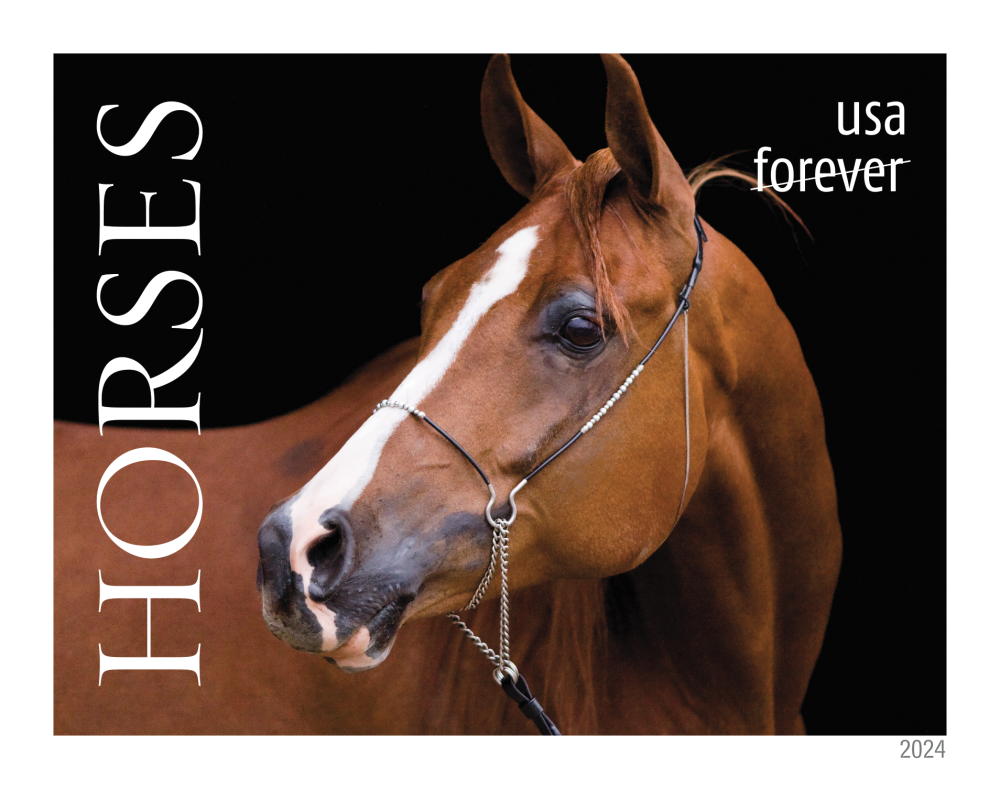 Horses Stamps - 100 Pcs